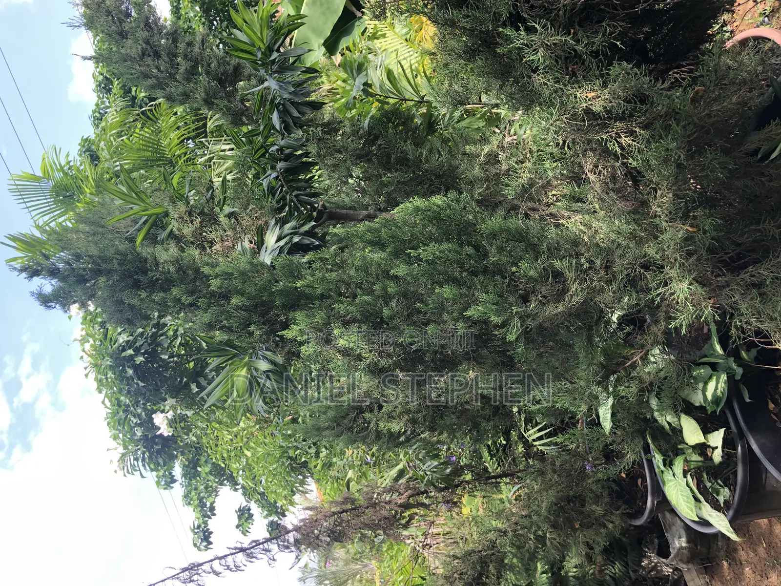 10 Feet Italian Cypress for Sell