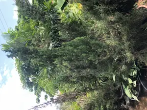 10 Feet Italian Cypress for Sell