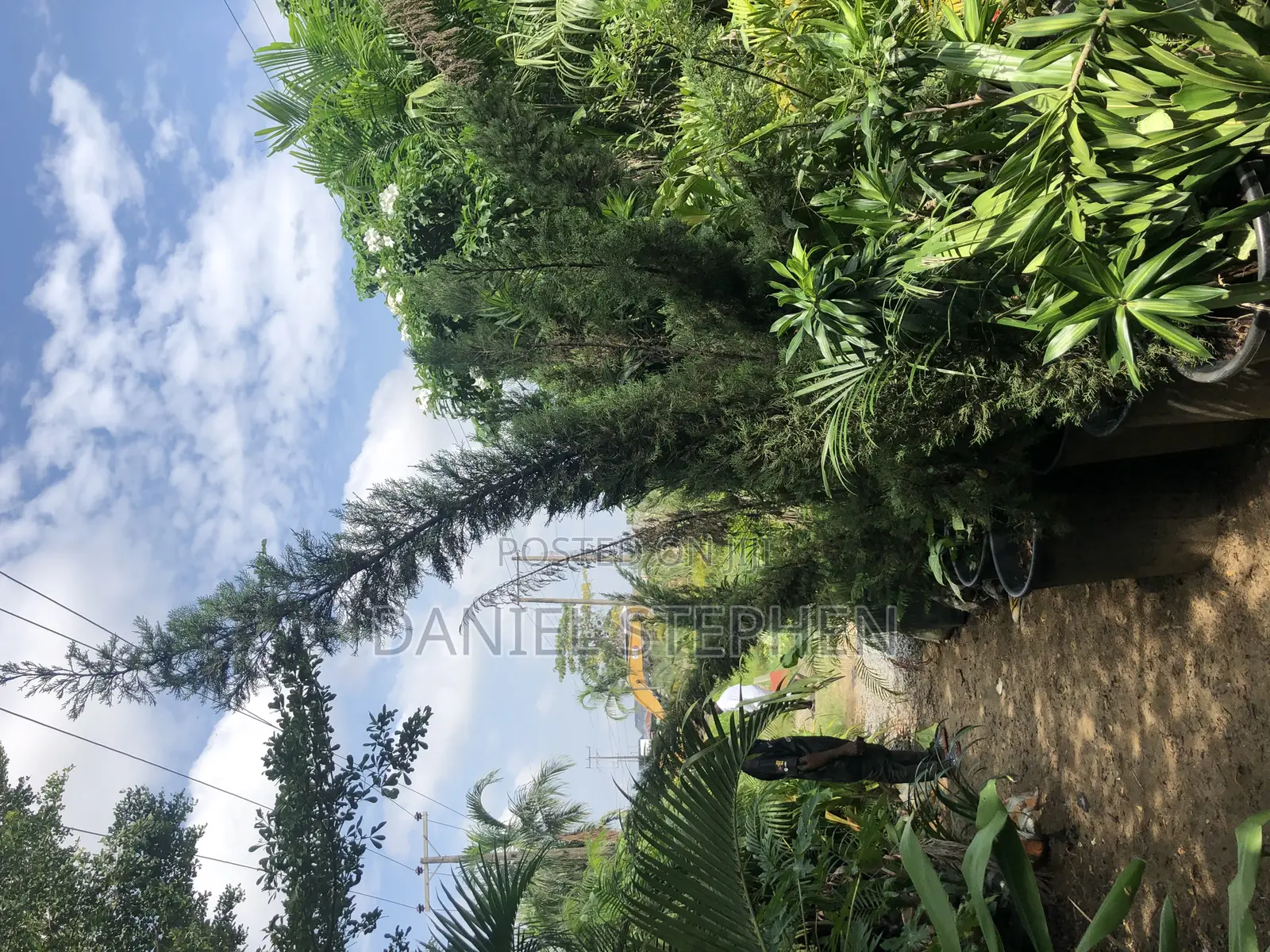 10 Feet Italian Cypress for Sell