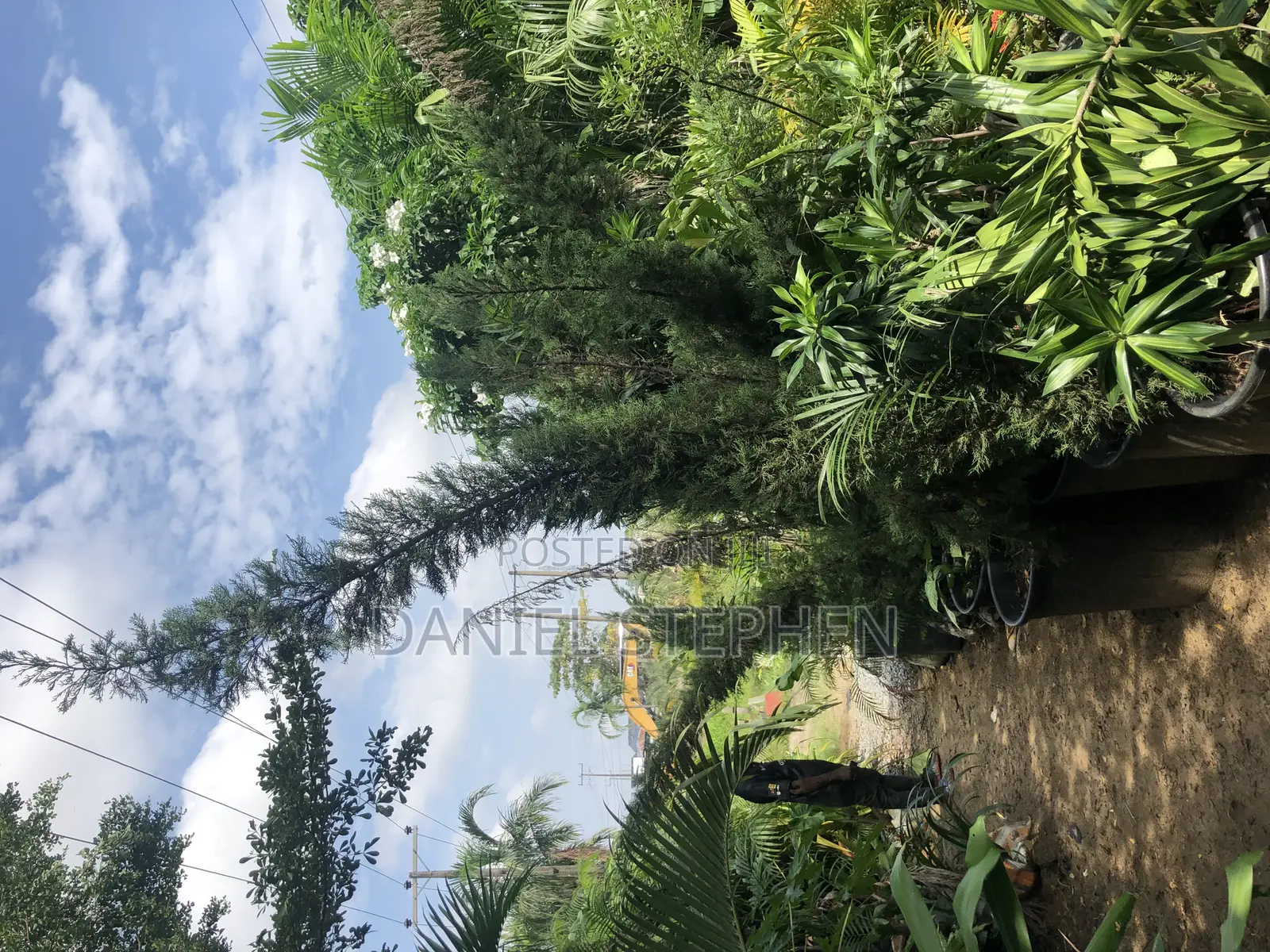 10 Feet Italian Cypress for Sell