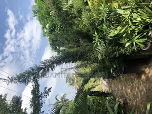 10 Feet Italian Cypress for Sell