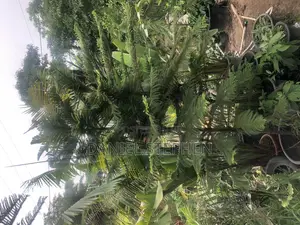 10 Feet Plus CHRISTMAS TREE (Araucaria Pine)Free Planting