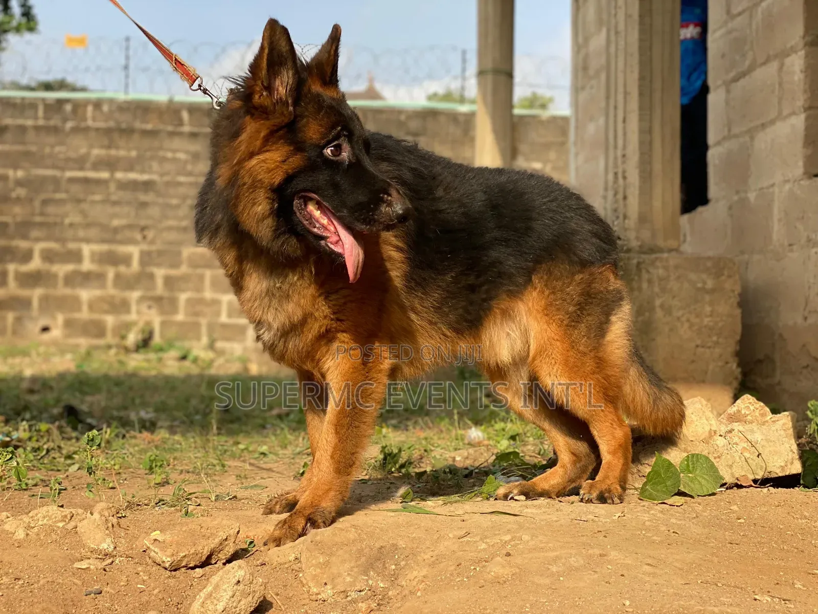 Showline German Shepherd Male for Stud/Mating Services
