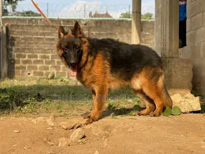 Showline German Shepherd Male for Stud/Mating Services