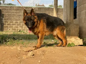 Showline German Shepherd Male for Stud/Mating Services