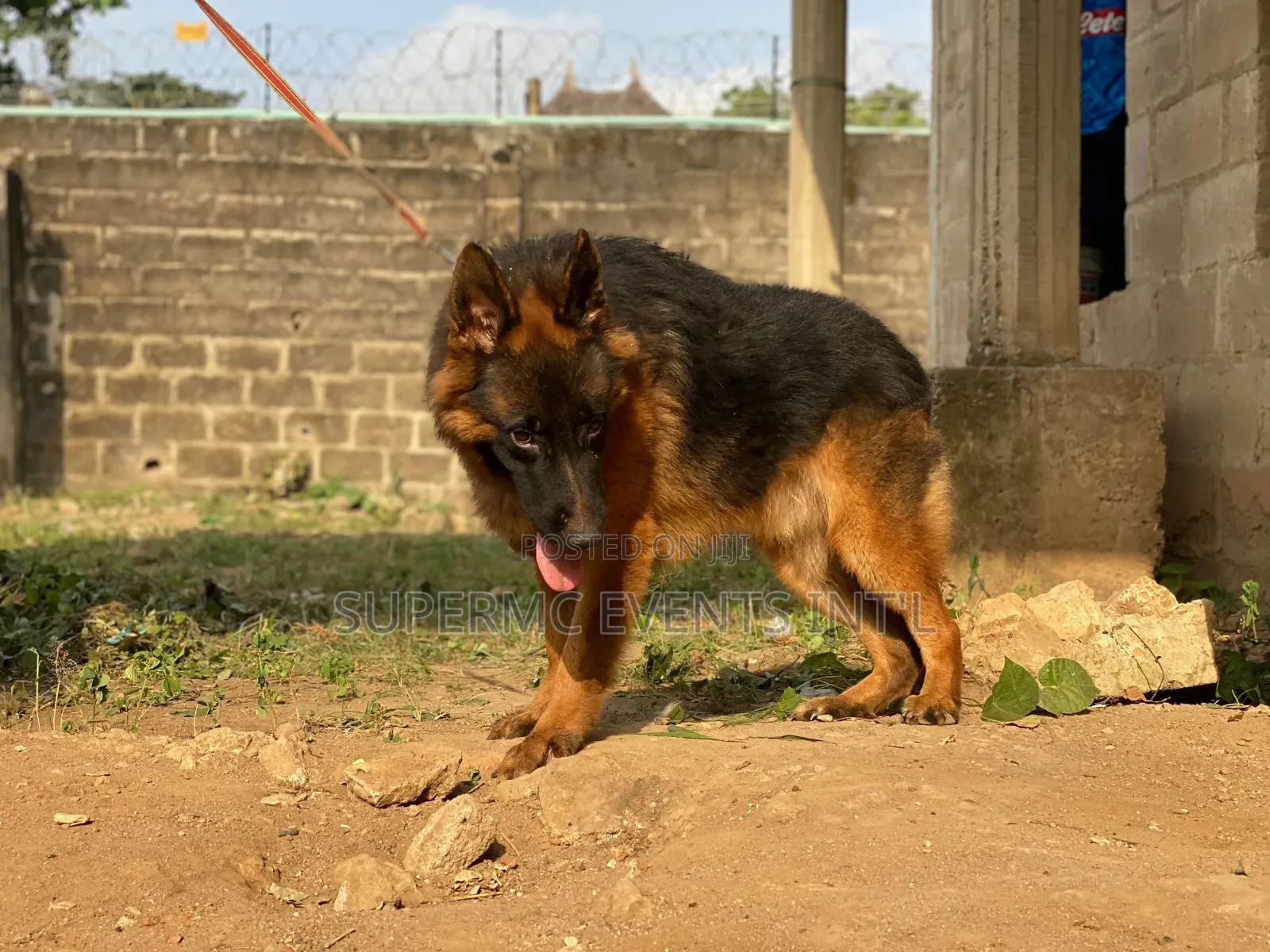 Showline German Shepherd Male for Stud/Mating Services