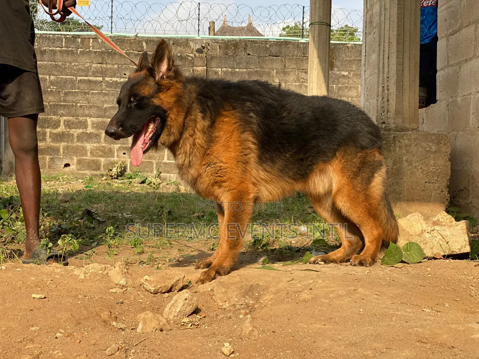 Showline German Shepherd Male for Stud/Mating Services