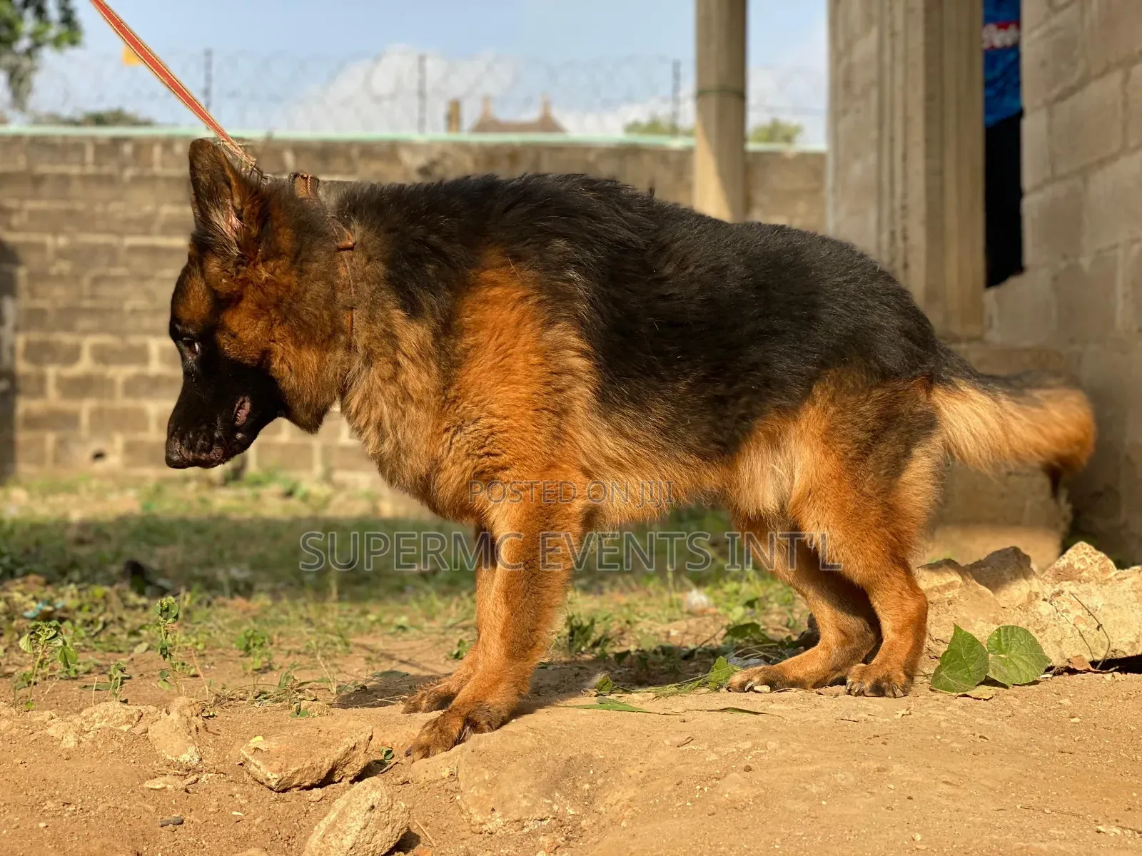 Showline German Shepherd Male for Stud/Mating Services
