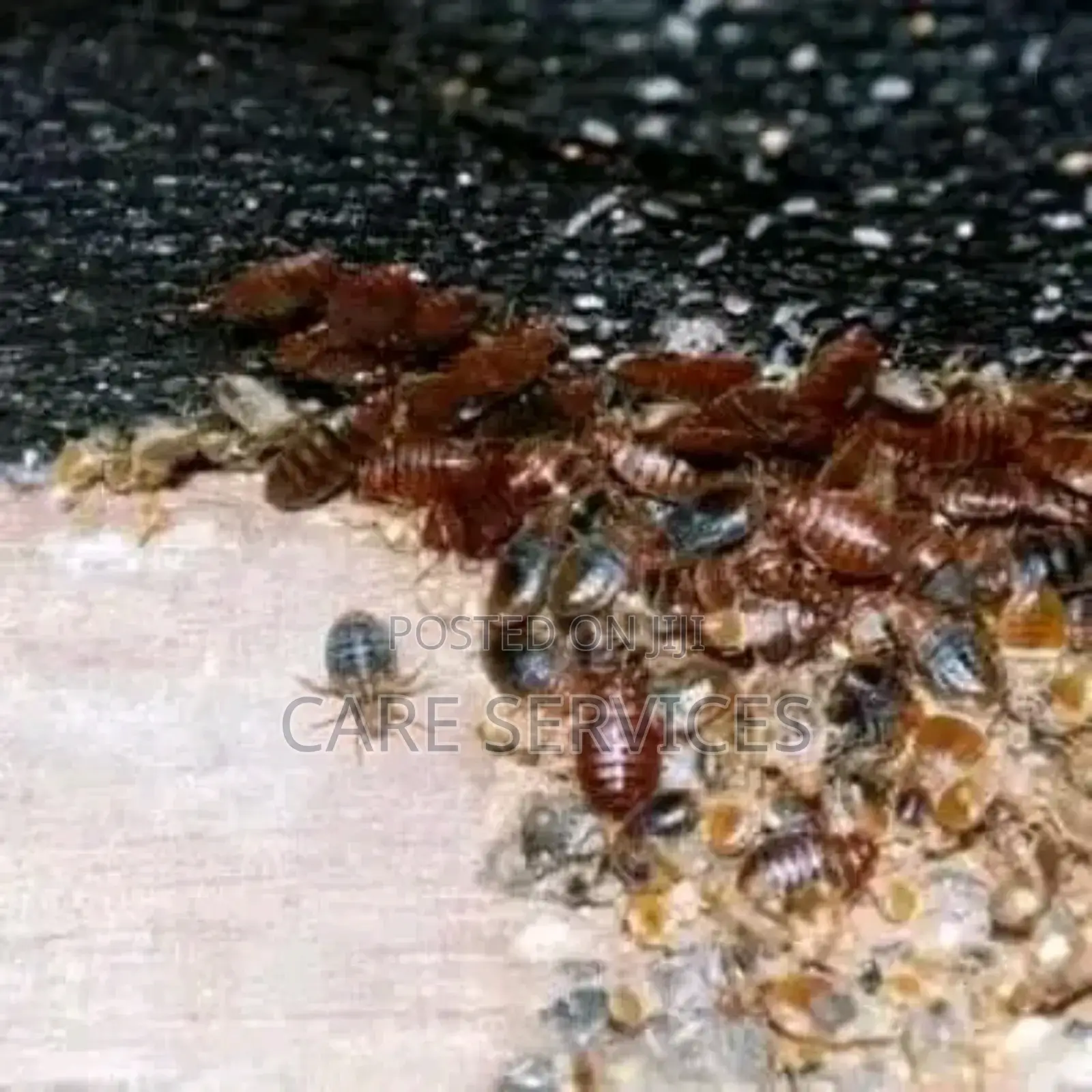 Expert Fumigation and Pest Control Service