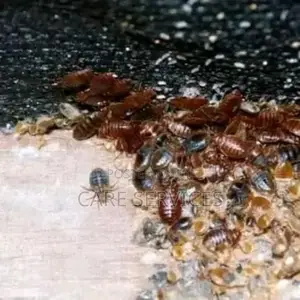 Expert Fumigation and Pest Control Service