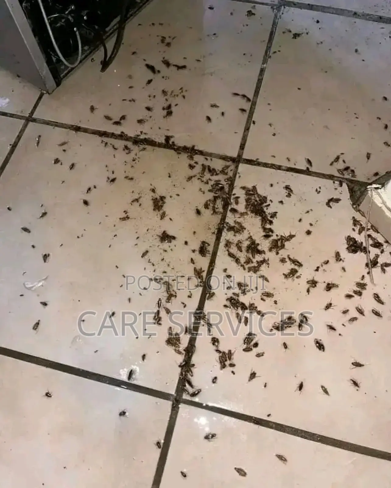 Expert Fumigation and Pest Control Service