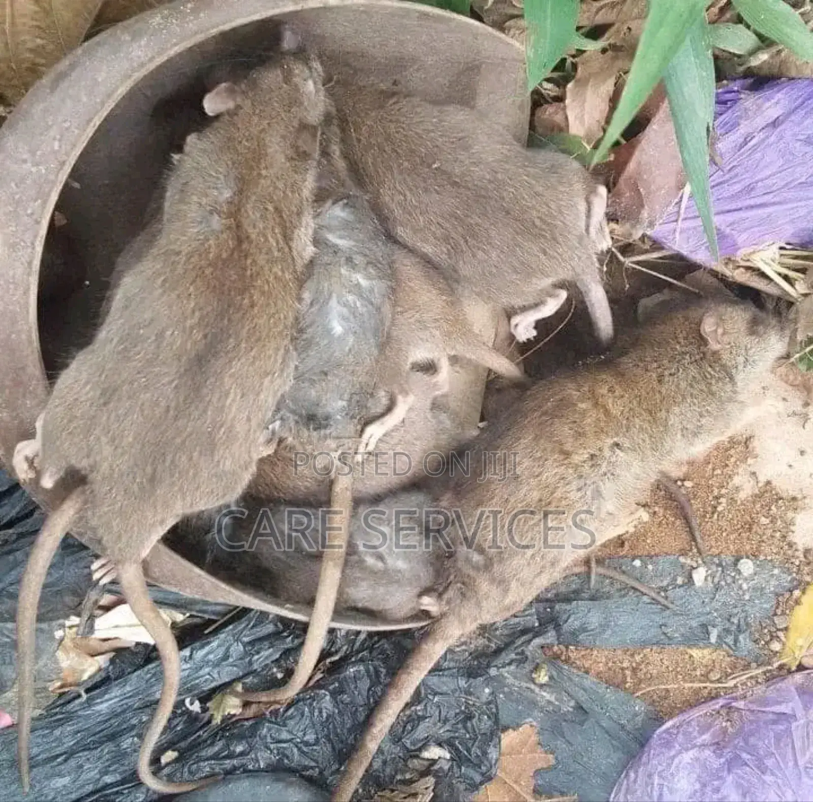Expert Fumigation and Pest Control Service
