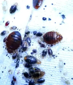Say No to Bedbug and Cockroaches
