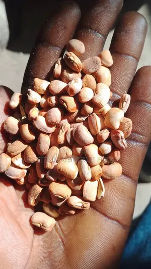 Drum Brown Beans