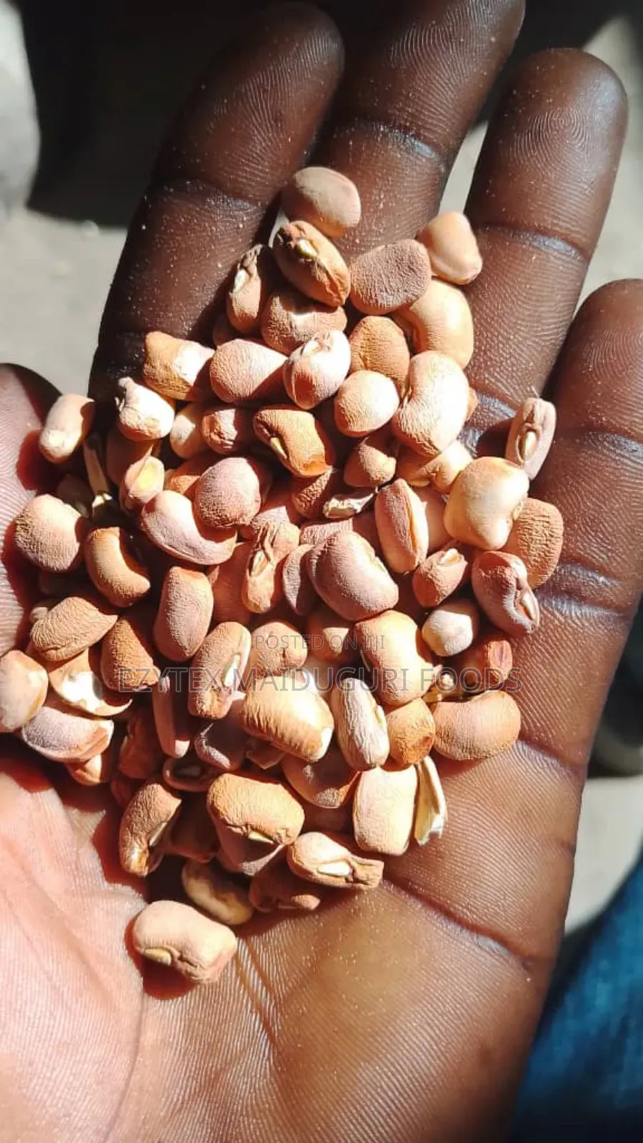 Drum Brown Beans