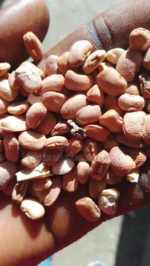 Drum Brown Beans