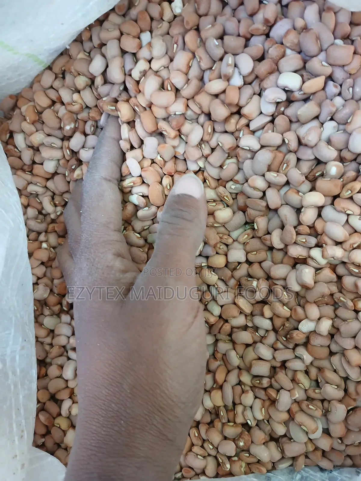 Drum Brown Beans