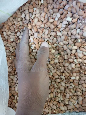 Drum Brown Beans