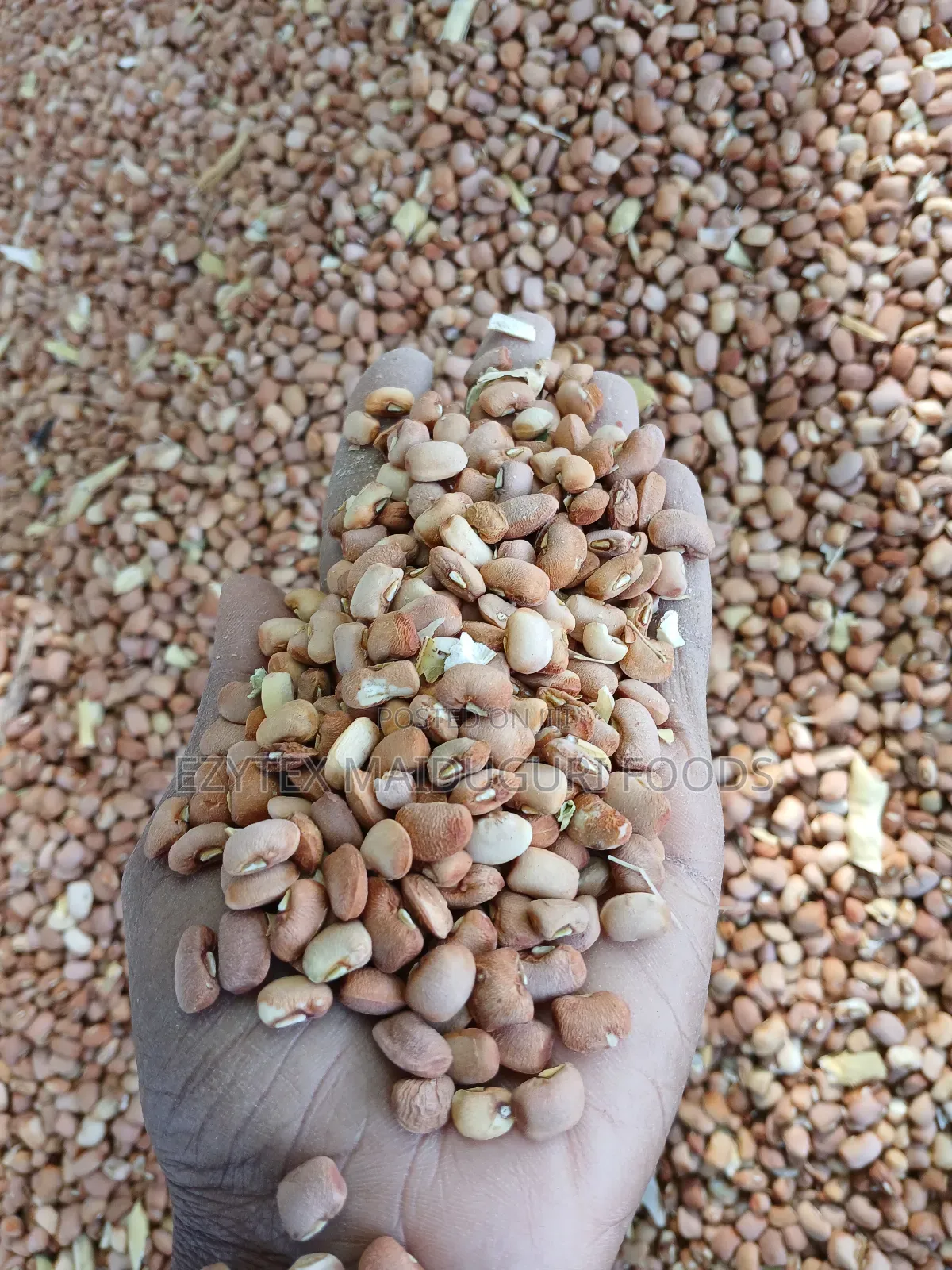 Drum Brown Beans