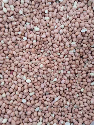 Groundnut in Bags 50kgs