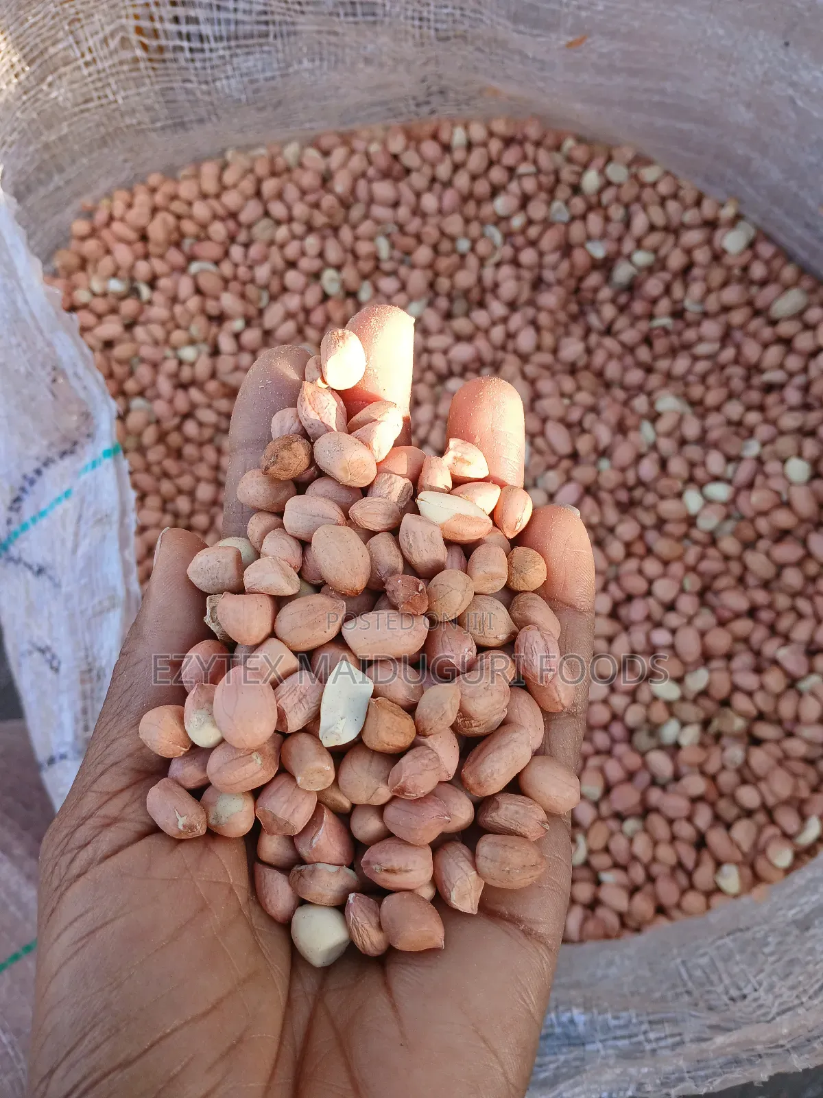 Groundnut in Bags 50kgs