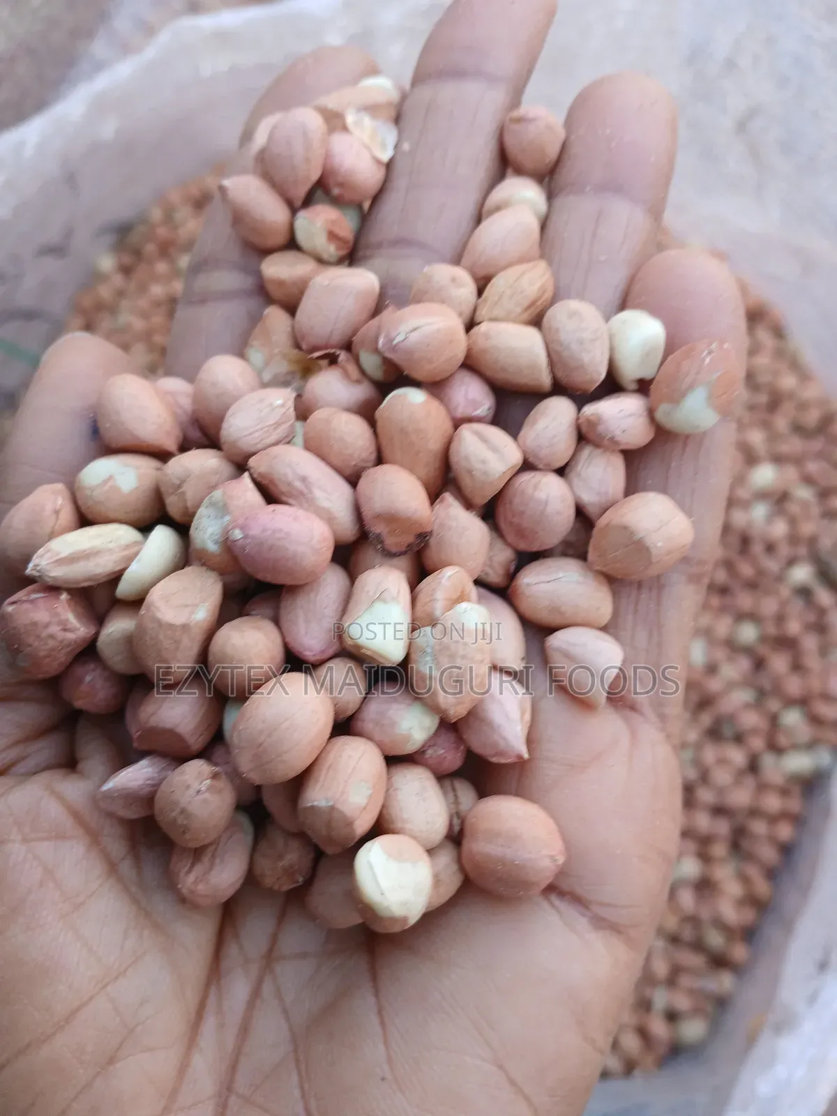 Groundnut in Bags 50kgs