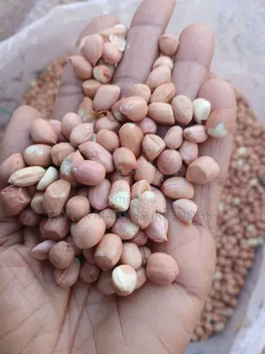 Groundnut in Bags 50kgs