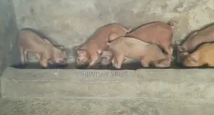 Duroc Weaners Premium