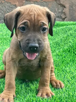 1-3 months Male Purebred Boerboel