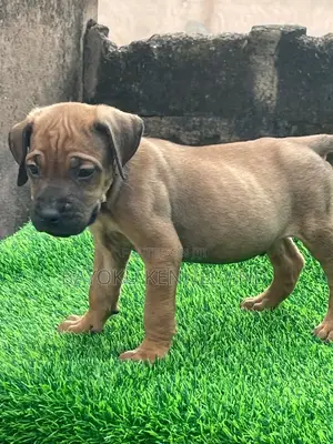 1-3 months Male Purebred Boerboel