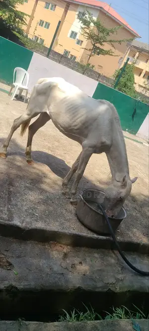 Big Horses for Sale