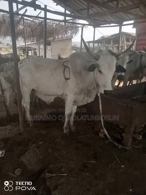 Photo - Uncle Joe Cow