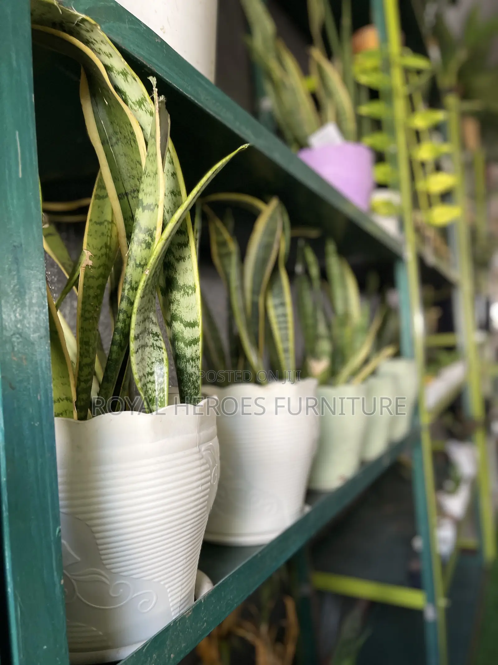 Sensevera Live Plant