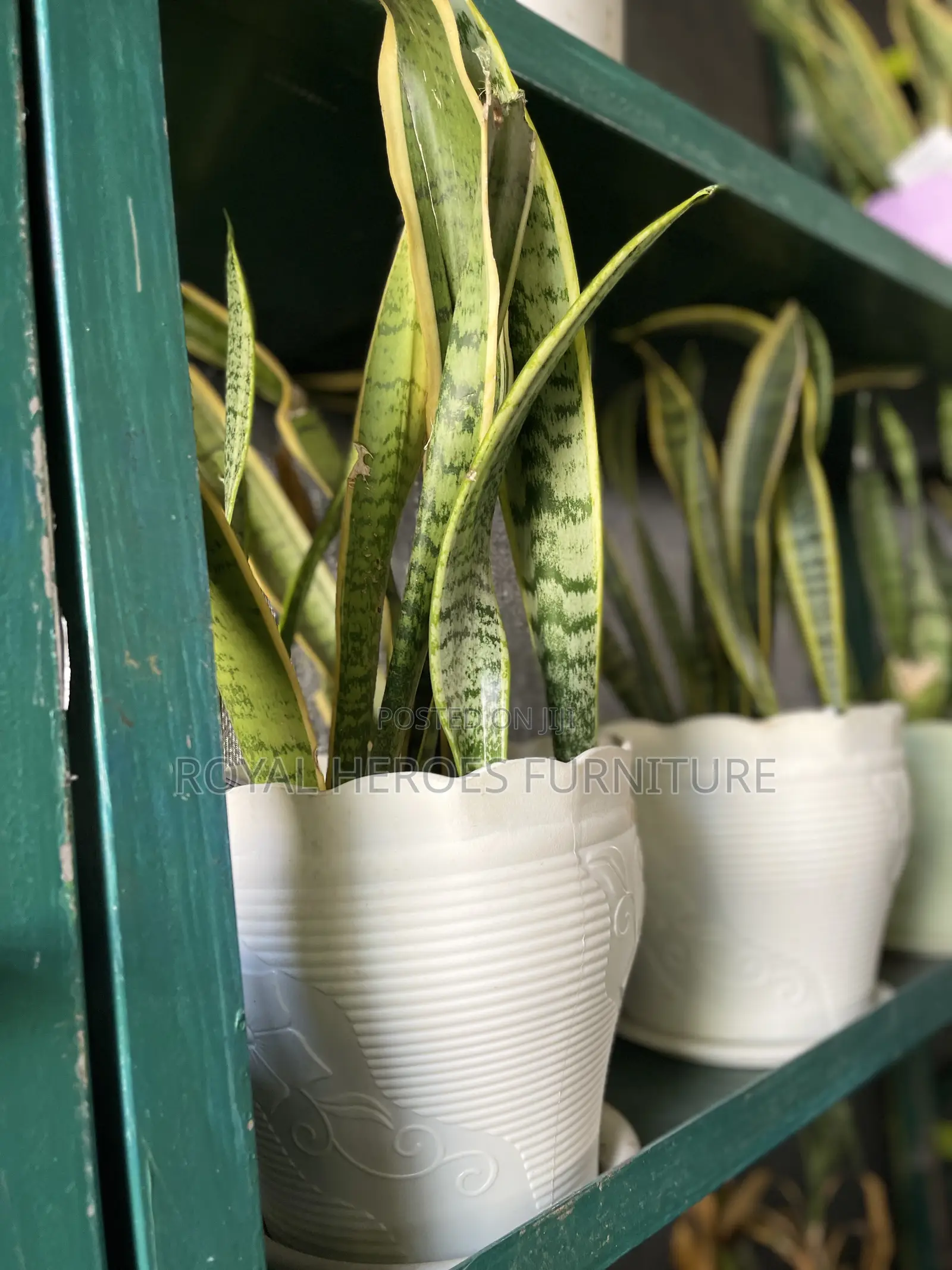 Sensevera Live Plant