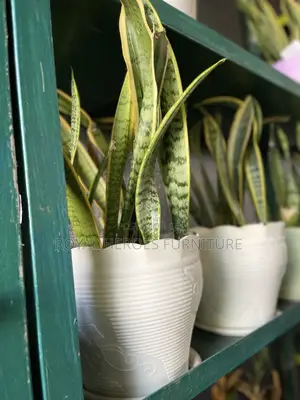 Sensevera Live Plant