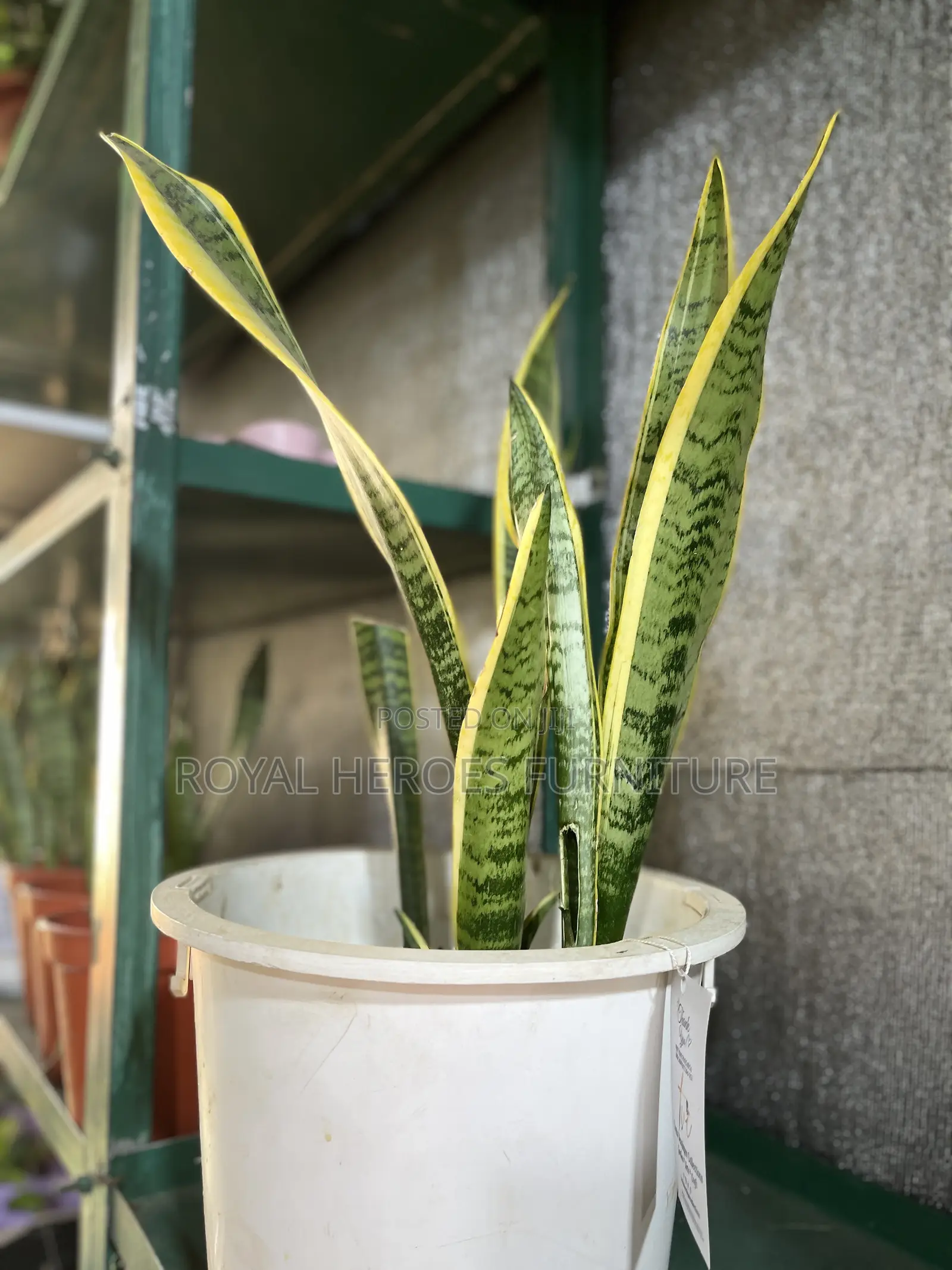 Sensevera Live Plant