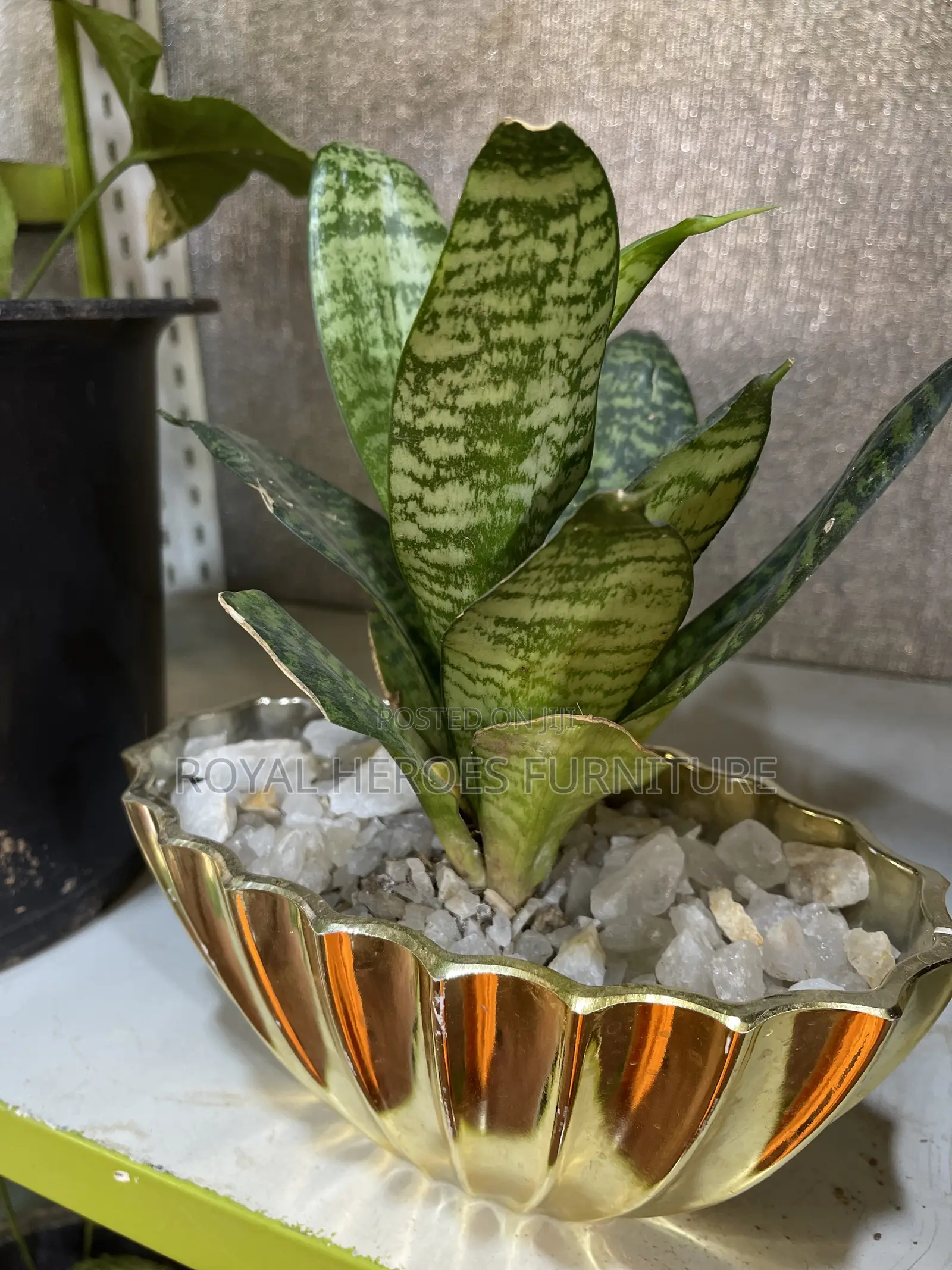 Sensevera Live Plant