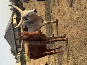 Photo - Matured Cows
