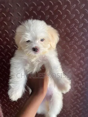 3-6 months Male Purebred Lhasa Apso