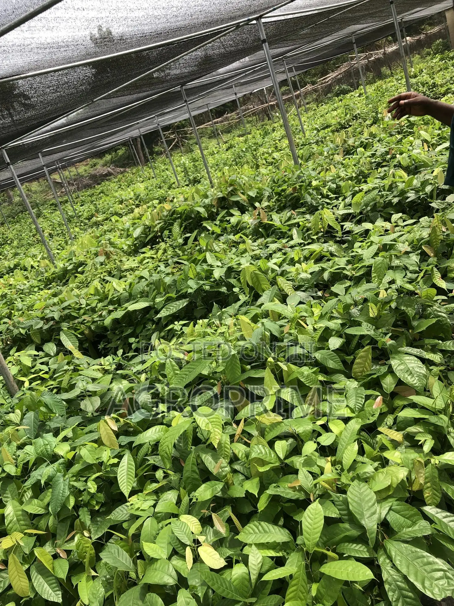 Crin Tc-8 Hybrid Cocoa Seedling