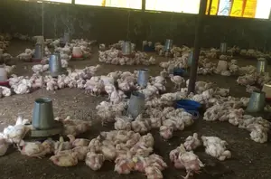 4weeks Old Broiler Available
