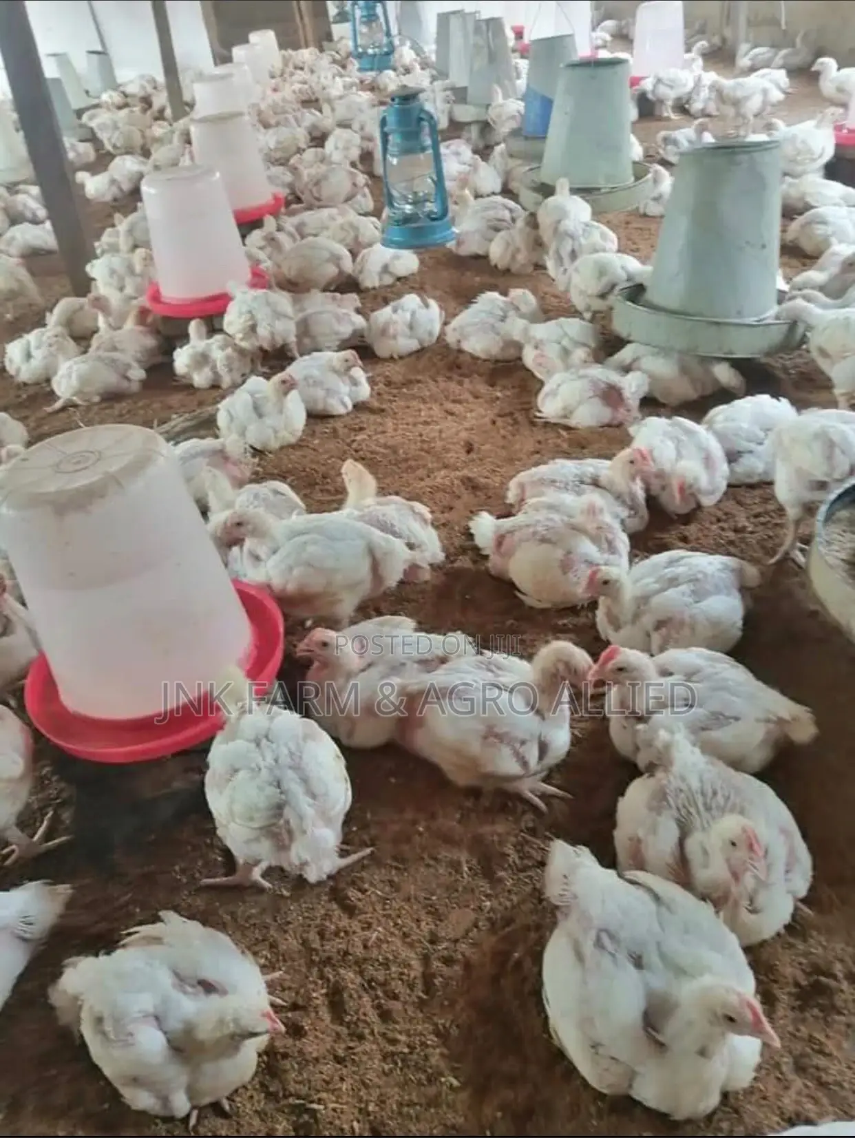 4weeks Old Broiler Available