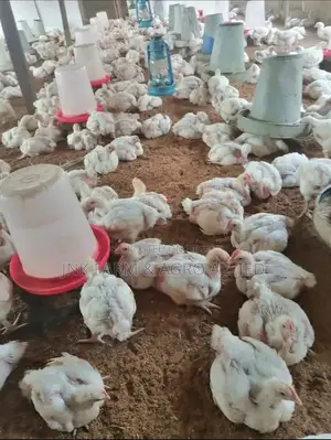 4weeks Old Broiler Available