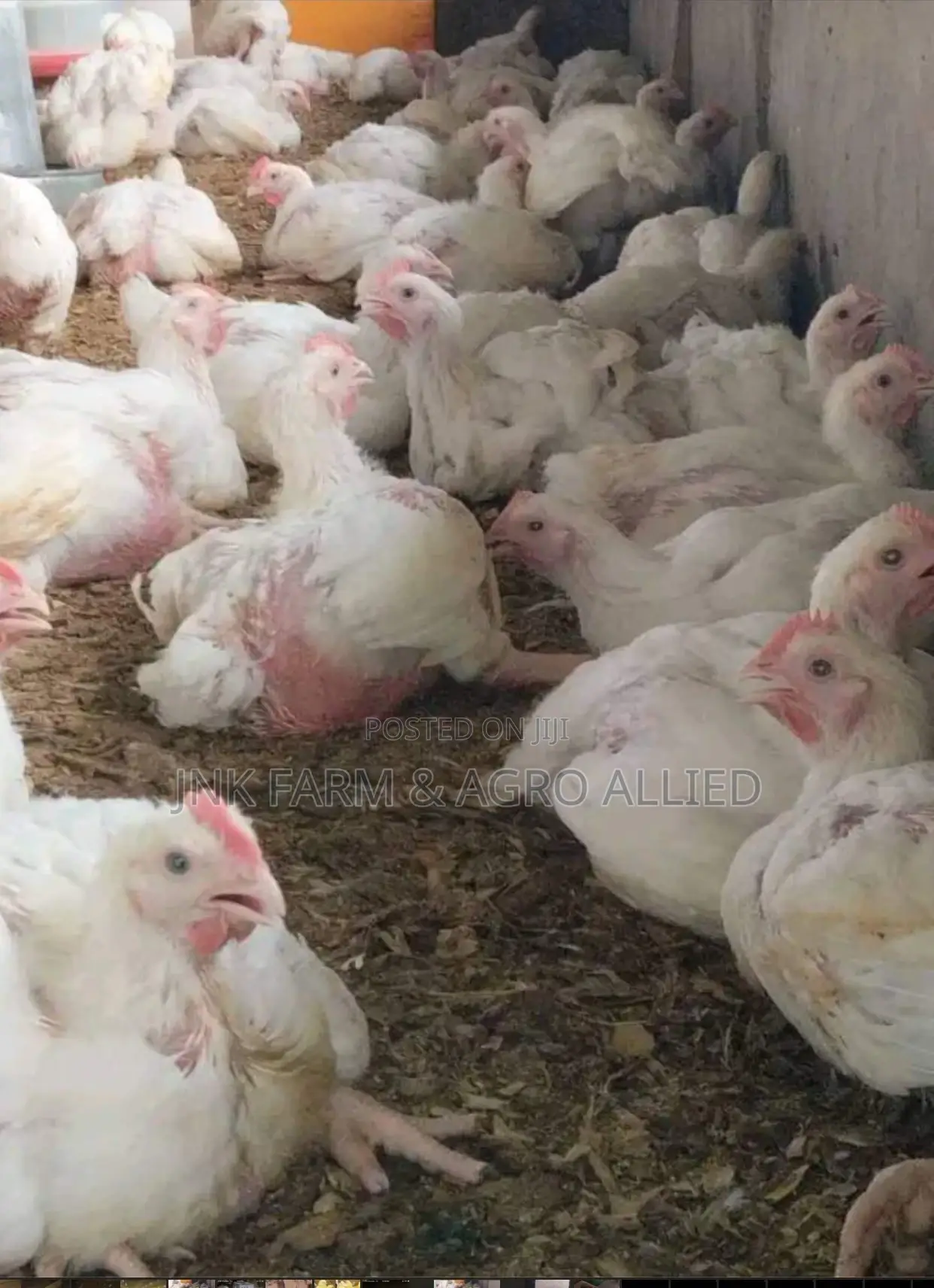 4weeks Old Broiler Available