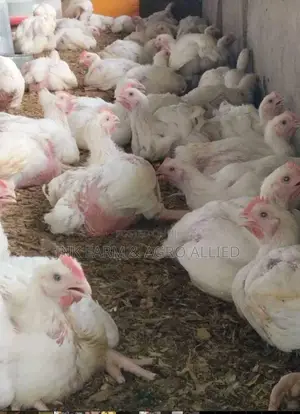 4weeks Old Broiler Available