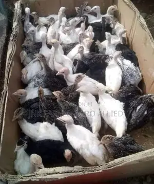 4 to 6weeks Old Fully Vaccinated Local Turkey Available