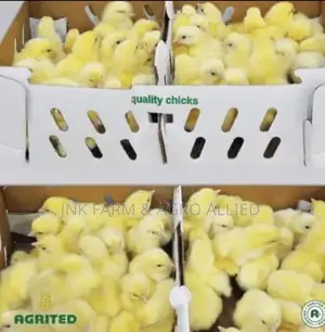 Quality And Healthy Day Old Broiler