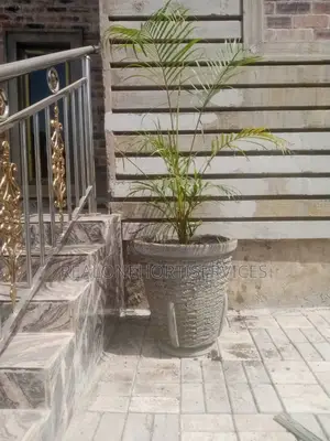 Elevate Your Space With Stunning Concrete Potted Palms