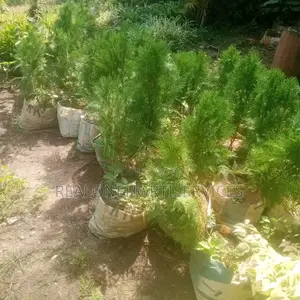 Thuja Magic: Lowmaintenance, High-Impact Landscape Solutions