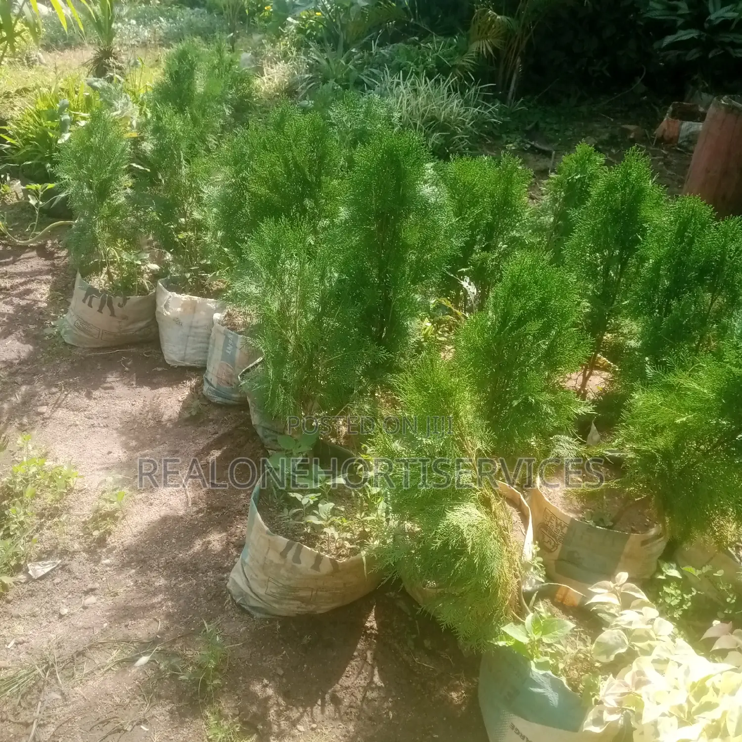 Thuja Magic: Lowmaintenance, High-Impact Landscape Solutions